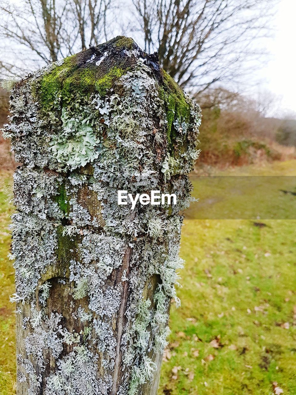 CLOSE-UP OF TREE TRUNK AGAINST SKY