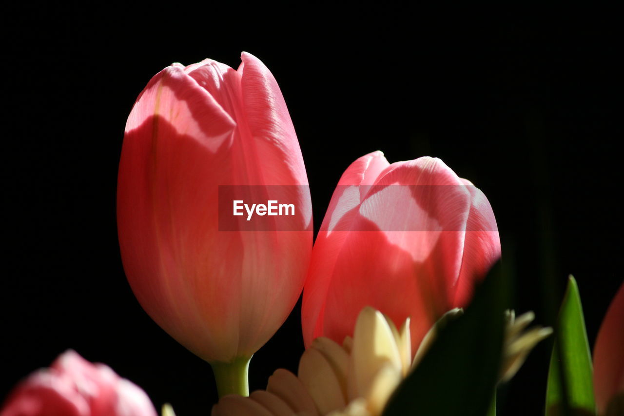 CLOSE-UP OF PINK TULIPS