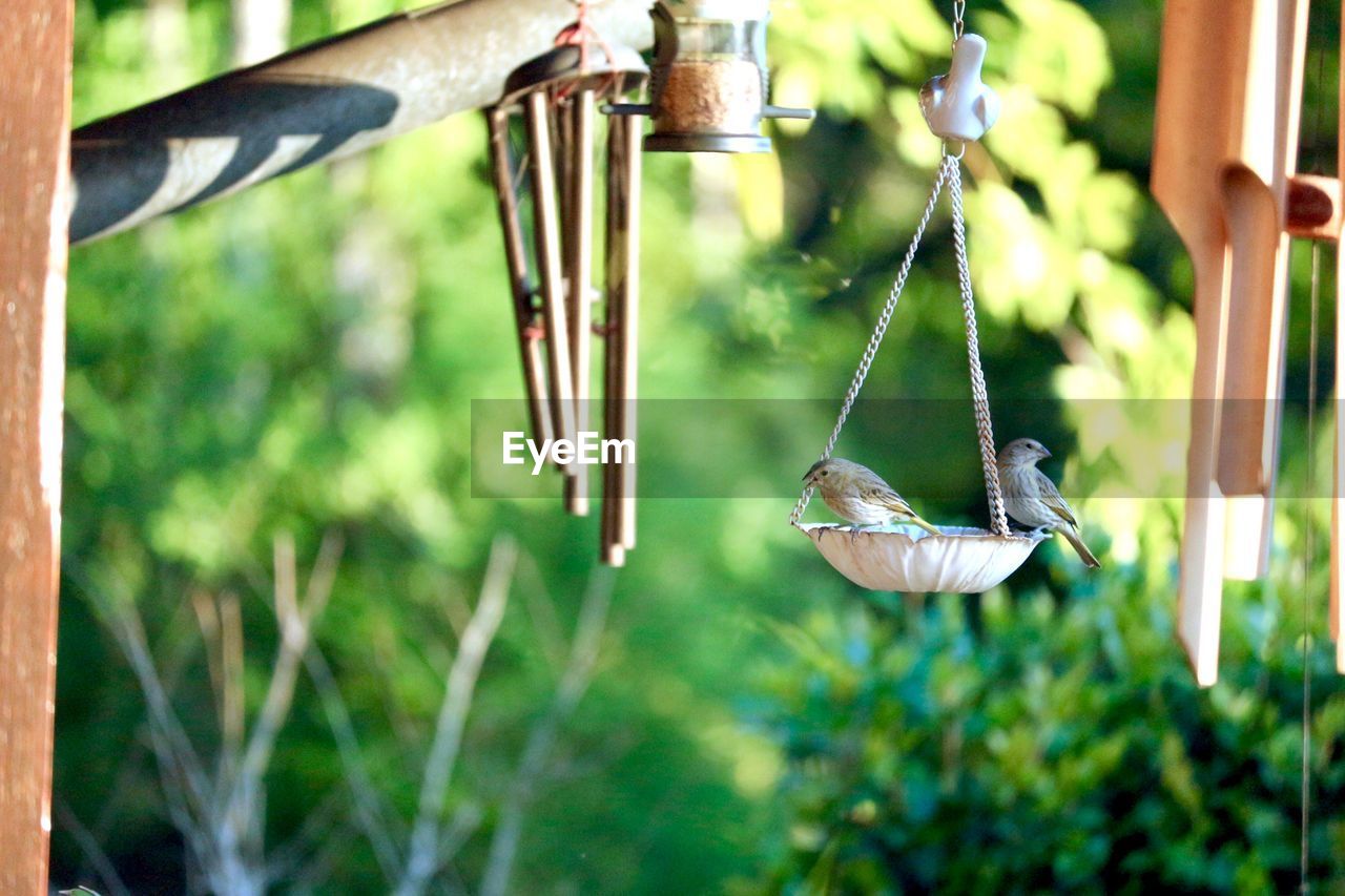 Birds perching on bird feeder