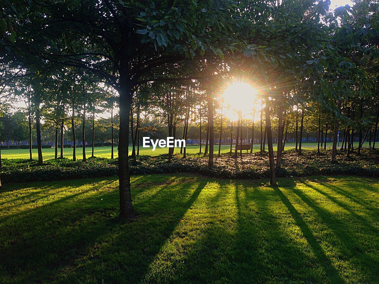 TREES ON GRASSY FIELD IN PARK