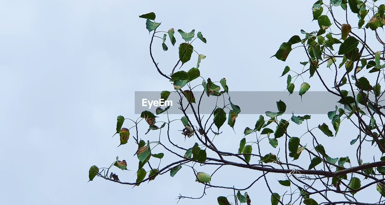 LOW ANGLE VIEW OF FLOWERING PLANTS AGAINST SKY