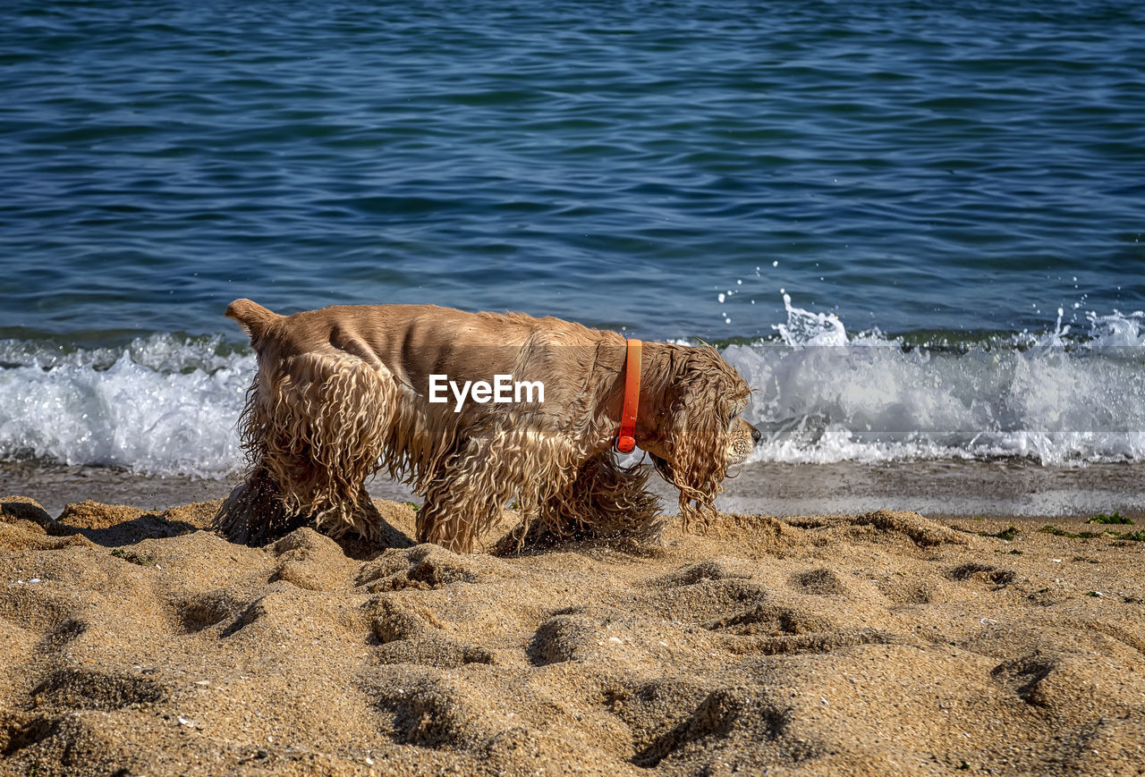 Cocker spaniel walks at the beach near the sea.