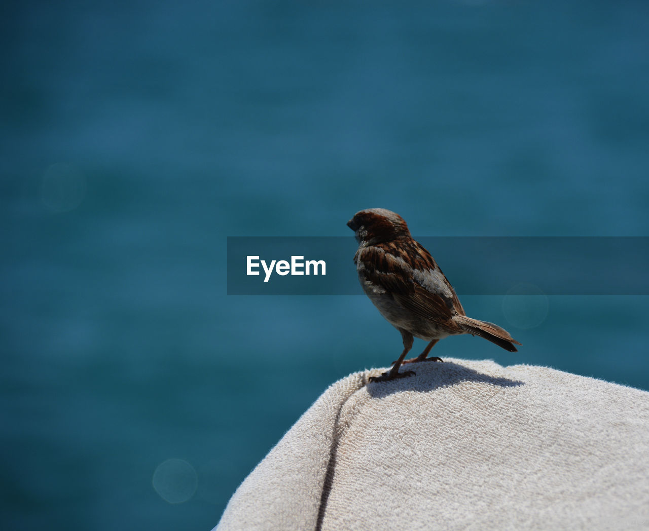 Sparrow perching on towel against sea