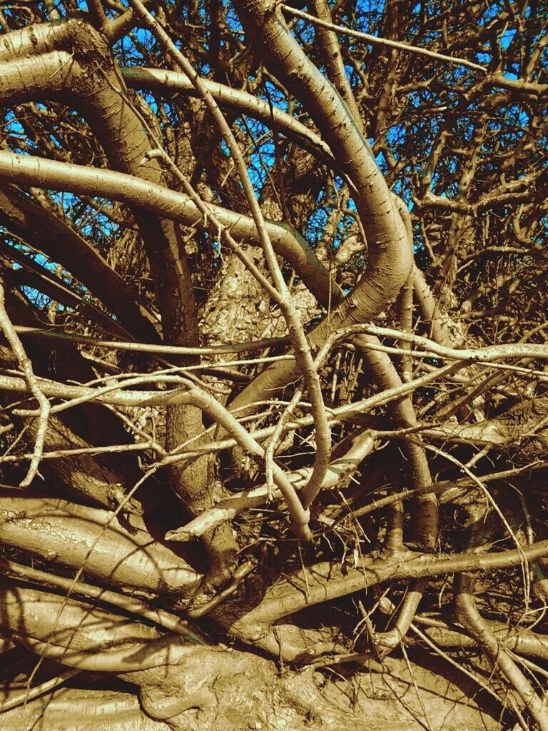 LOW ANGLE VIEW OF TREES