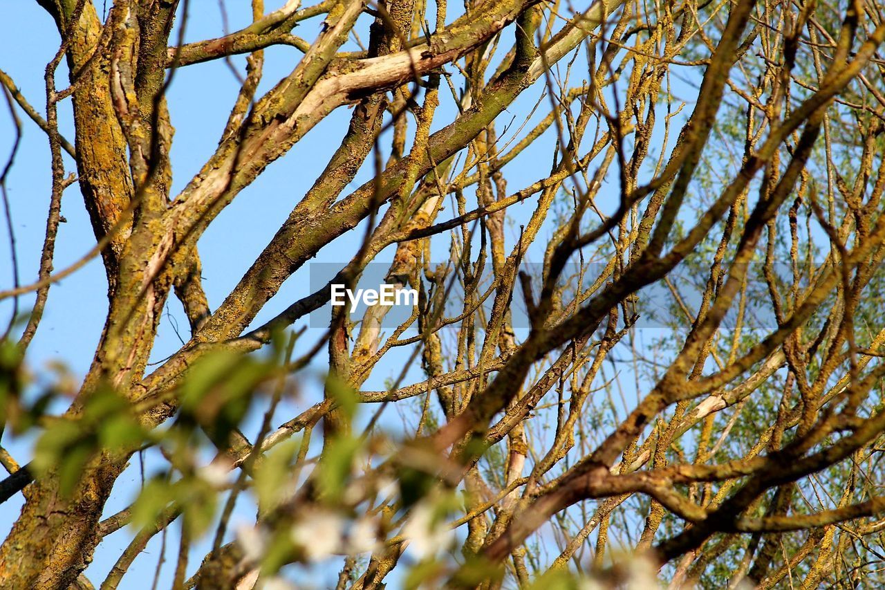 LOW ANGLE VIEW OF BRANCHES AGAINST CLEAR SKY