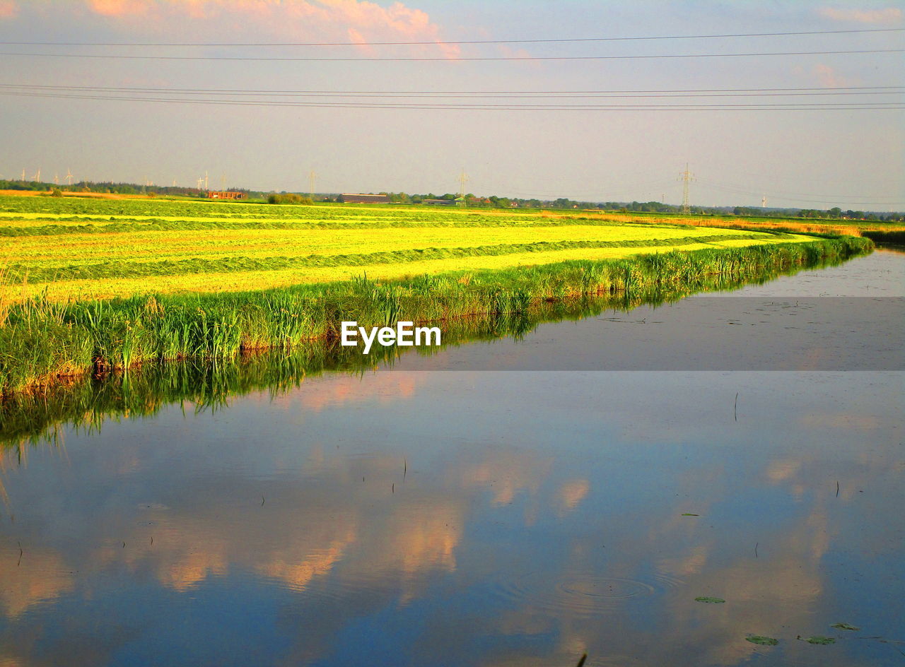 SCENIC VIEW OF RICE FIELD AGAINST SKY