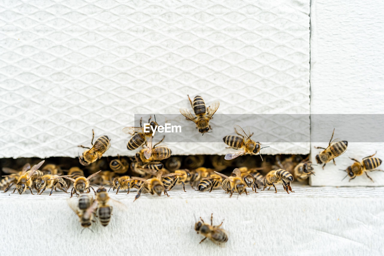 Close-up of bee on wall