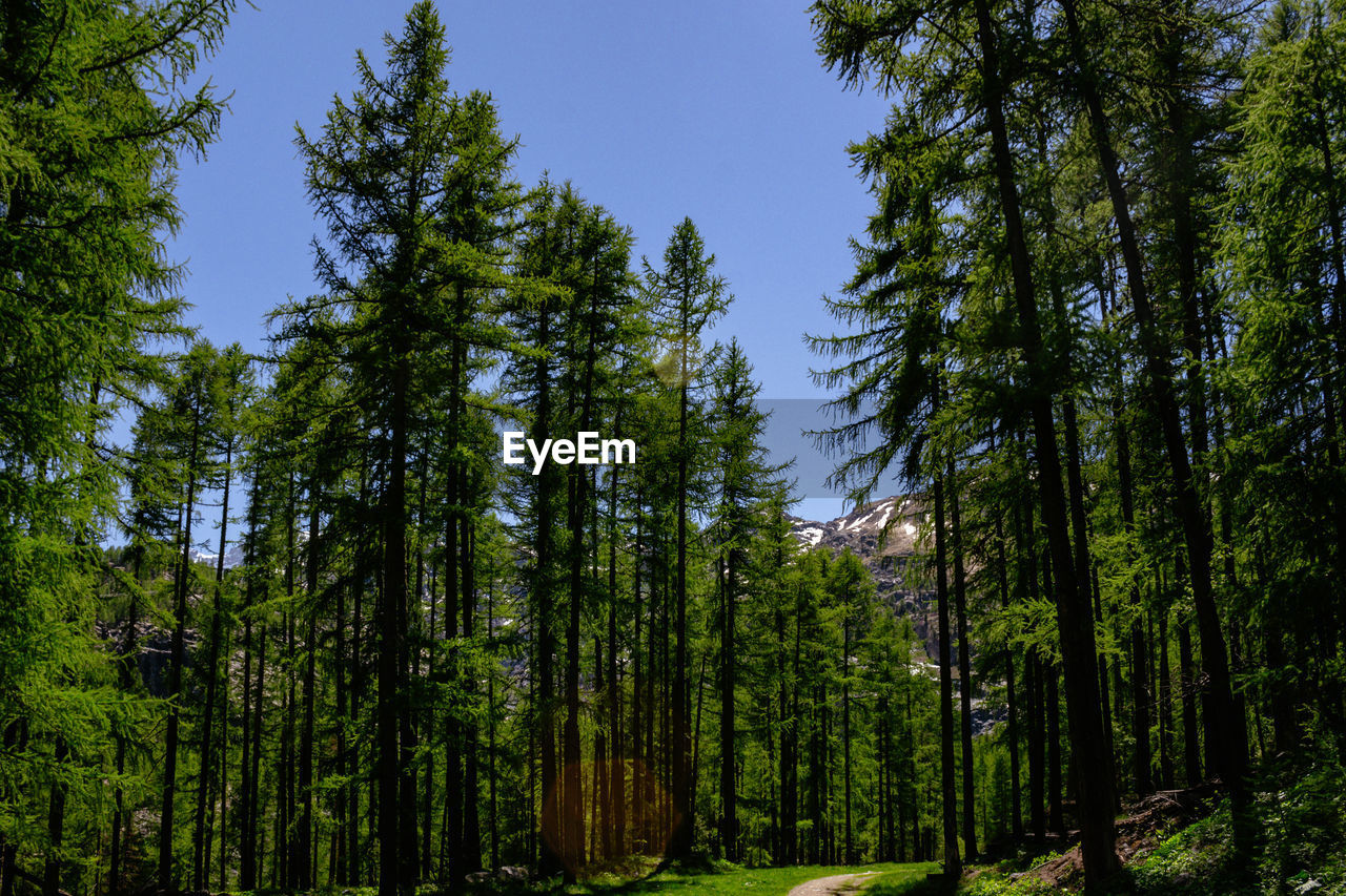 LOW ANGLE VIEW OF TALL TREES IN FOREST