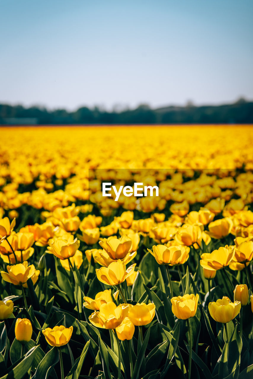 Yellow flowers growing on field