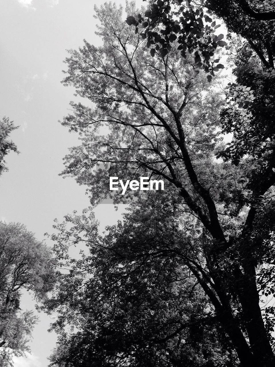 LOW ANGLE VIEW OF TREES AGAINST SKY