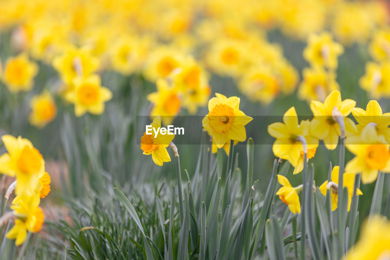 flower, flowering plant, plant, yellow, beauty in nature, freshness, nature, growth, field, close-up, narcissus, land, landscape, flower head, springtime, fragility, no people, daffodil, rural scene, petal, blossom, grass, inflorescence, outdoors, environment, vibrant color, selective focus, summer, plain, prairie, meadow, botany, focus on foreground, agriculture, day, flowerbed, sunlight, multi colored, backgrounds, sky, non-urban scene, wildflower, green