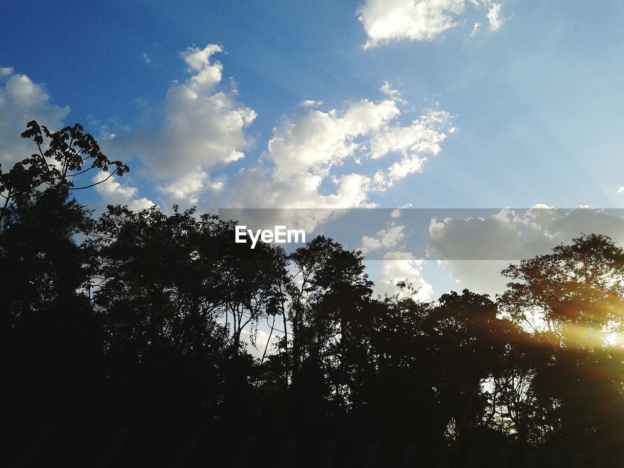 SILHOUETTE OF TREES AGAINST BLUE SKY