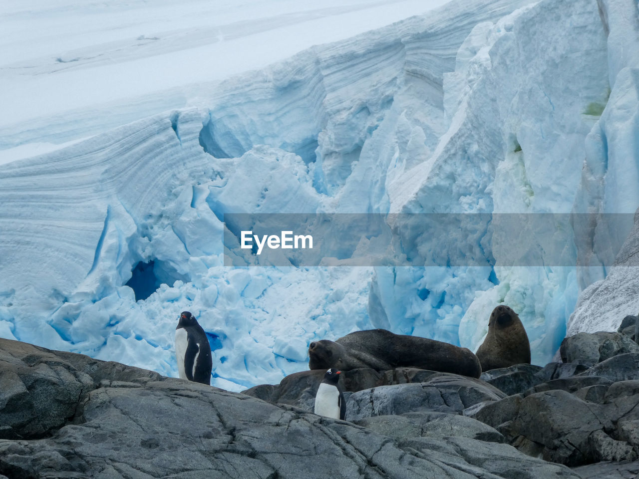 SCENIC VIEW OF ICE ON LANDSCAPE