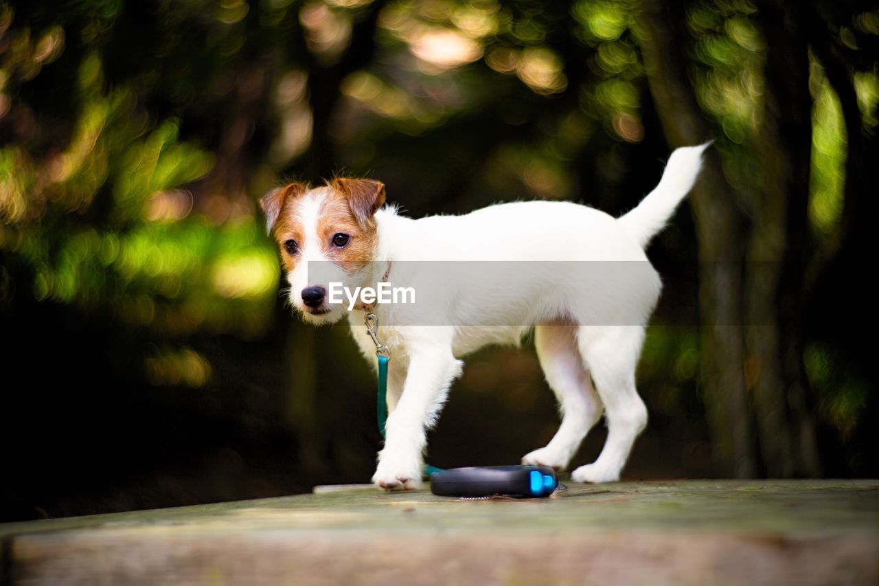 Portrait of dog standing outdoors