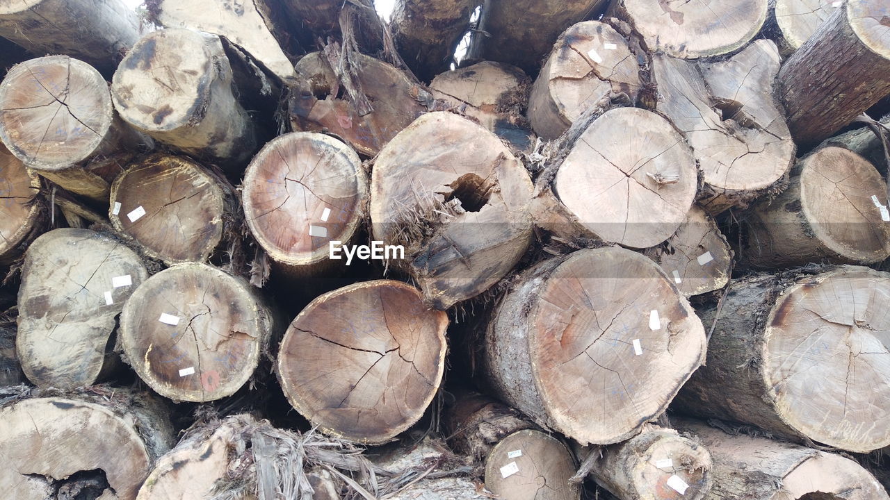 Full frame shot of logs in forest