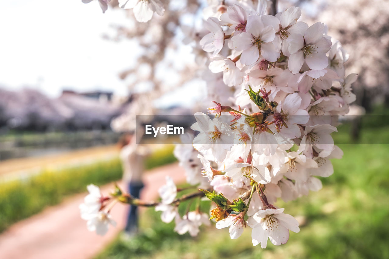 plant, flower, flowering plant, beauty in nature, blossom, freshness, springtime, tree, nature, fragility, growth, spring, cherry blossom, branch, close-up, focus on foreground, outdoors, cherry tree, day, pink, produce, agriculture, fruit tree, flower head, white, botany, selective focus, sky, inflorescence, no people, orchard, environment, sunlight, landscape, petal, food and drink, food, twig, fruit, almond tree, tranquility, apple tree, cherry