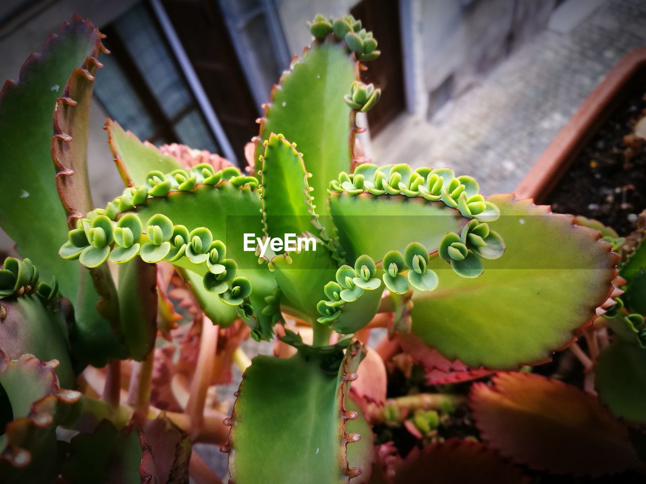 HIGH ANGLE VIEW OF CACTUS GROWING IN FOREST