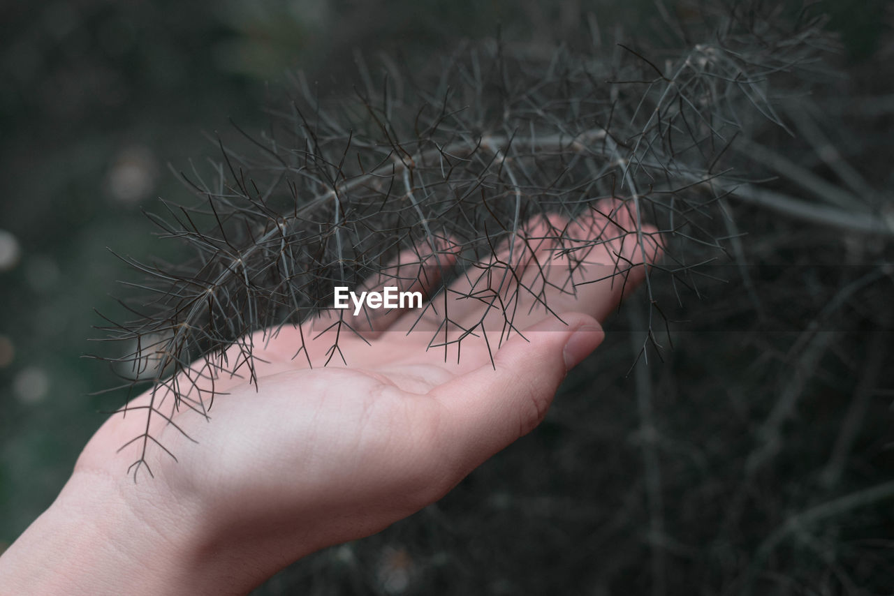 Close-up of hand holding plant