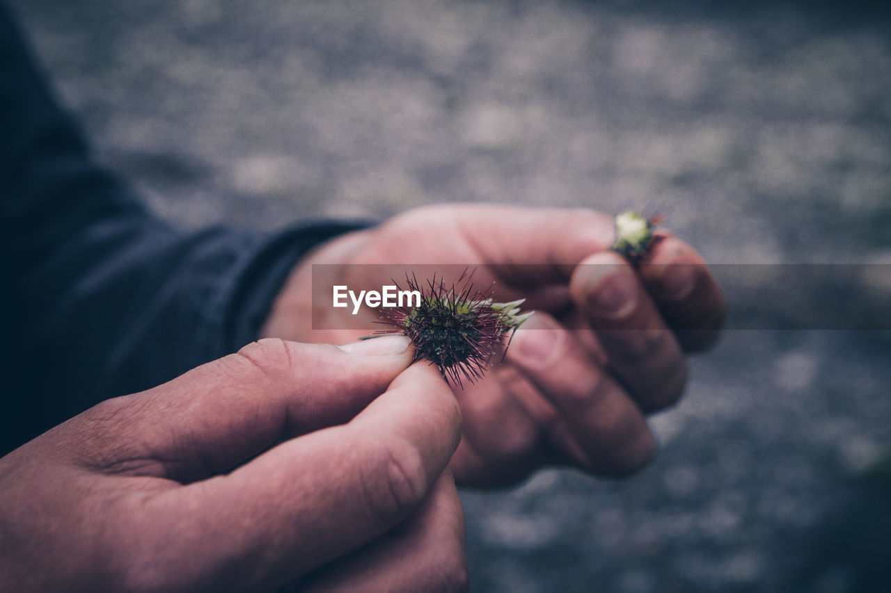 Close-up of hand holding stamen