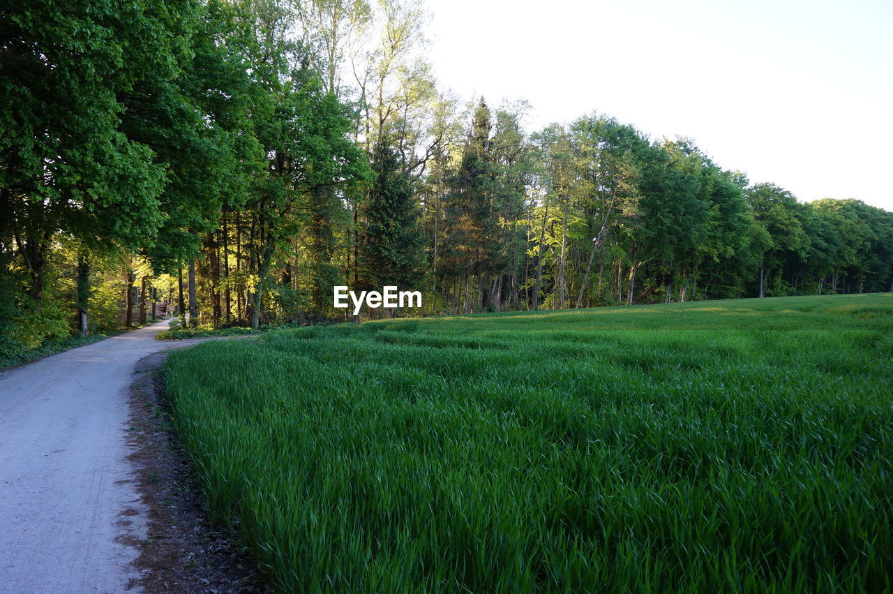 SCENIC VIEW OF LAND AGAINST SKY