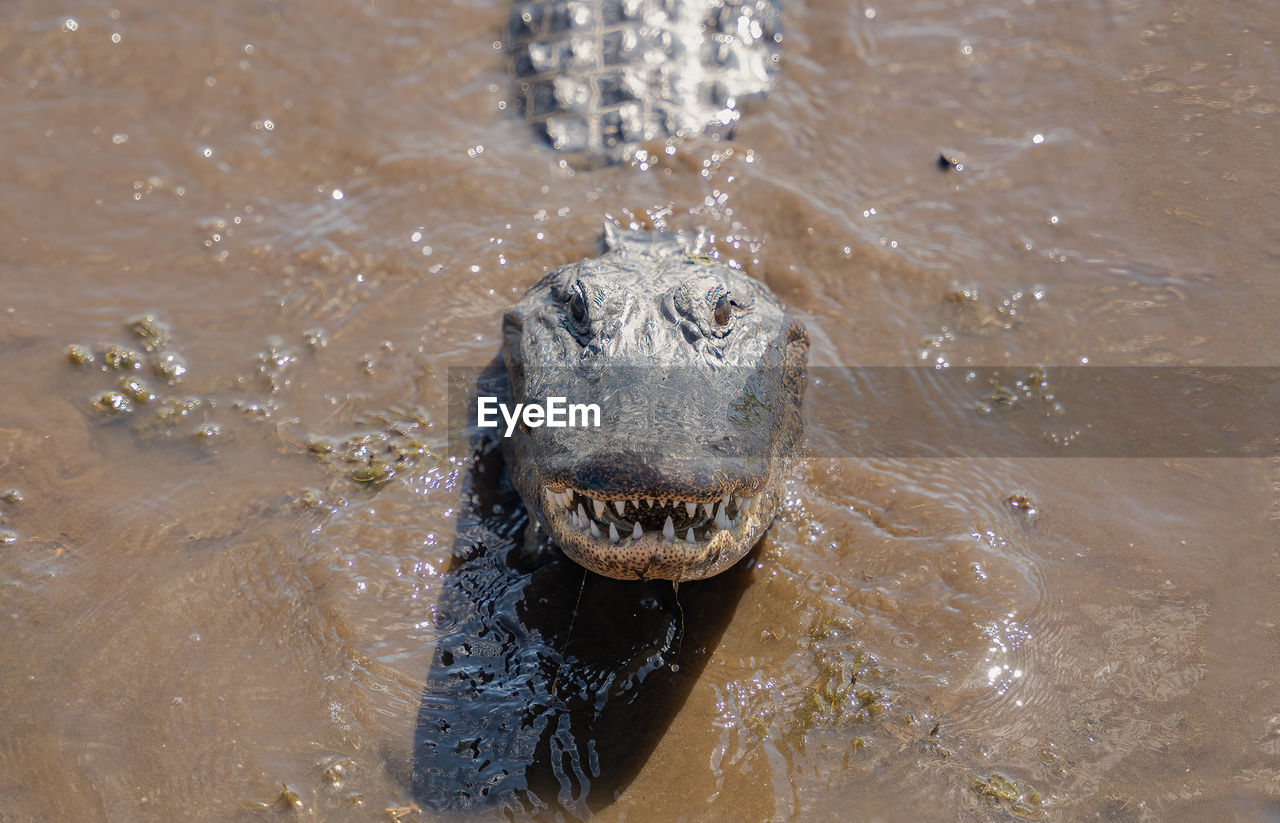 American alligator close up has spotted you and is swimming across the river in your direction