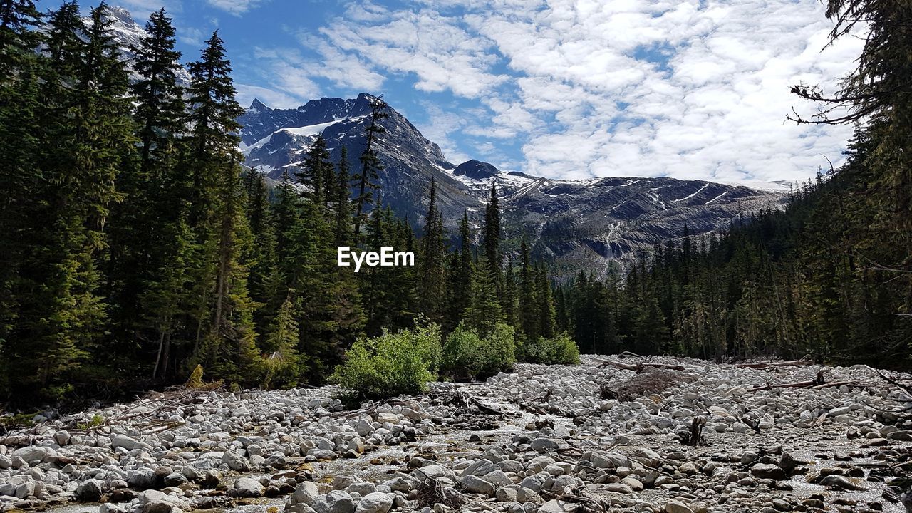 Scenic view of pine trees against sky