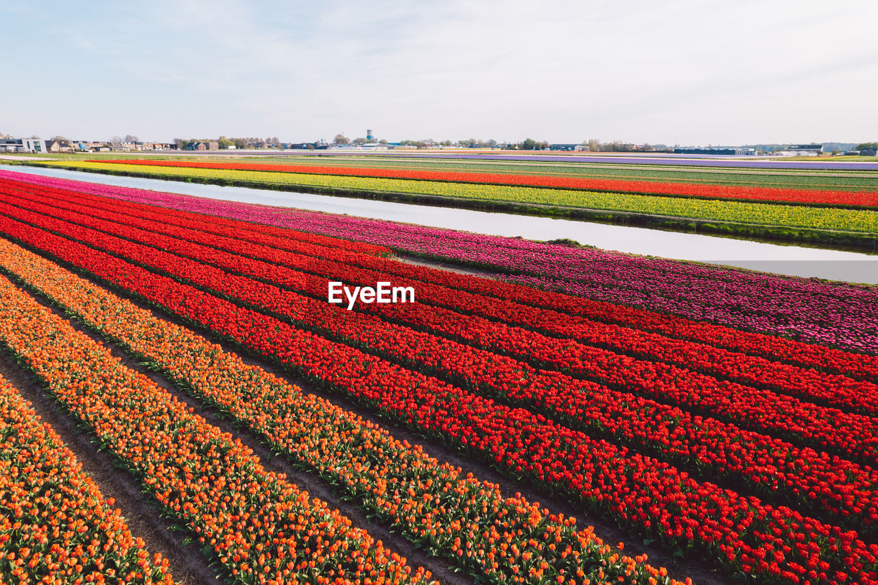 scenic view of agricultural field against clear sky