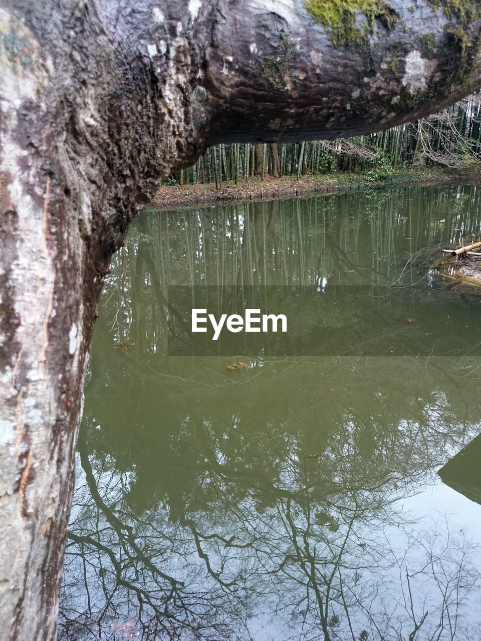 REFLECTION OF TREE IN WATER