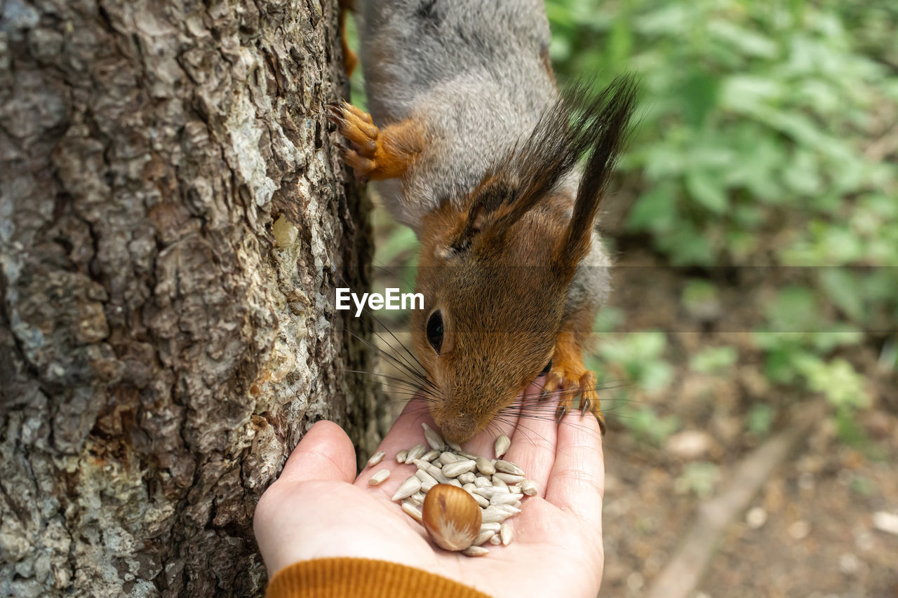 Red squirrel in a gray coat on a tree trunk in the forest in the summer eats nuts from his hand.