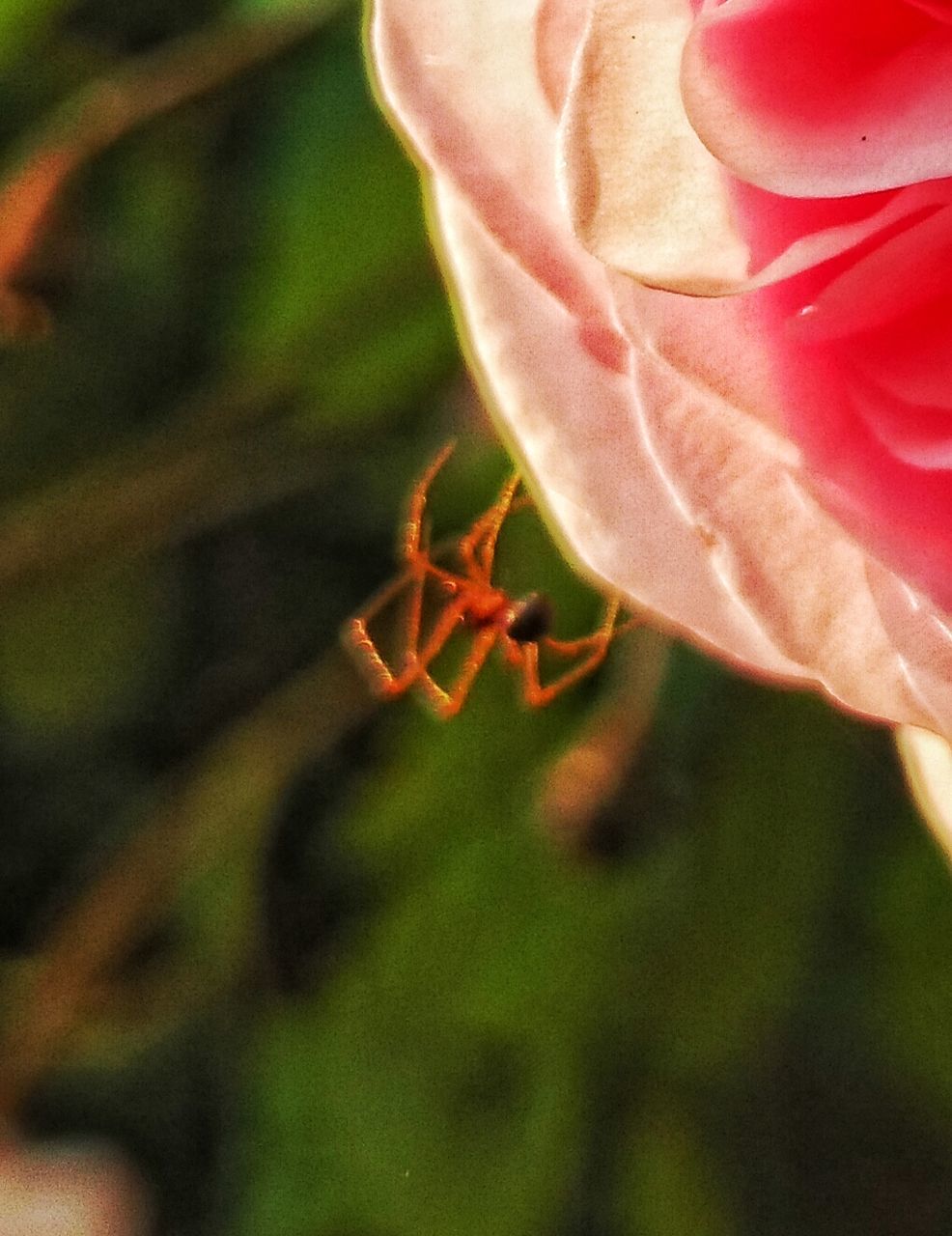 CLOSE-UP OF RED ROSE BLOOMING OUTDOORS