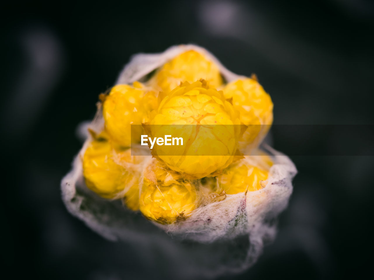 Close-up of yellow flowering plant