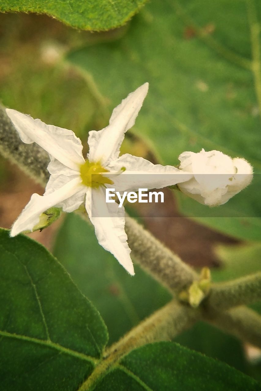 CLOSE-UP OF FLOWERS