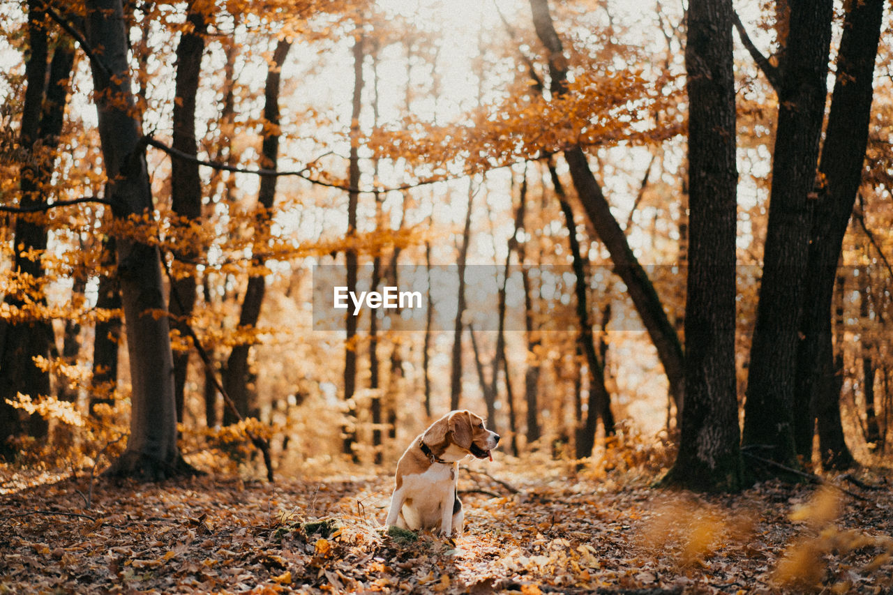 DOG IN FOREST