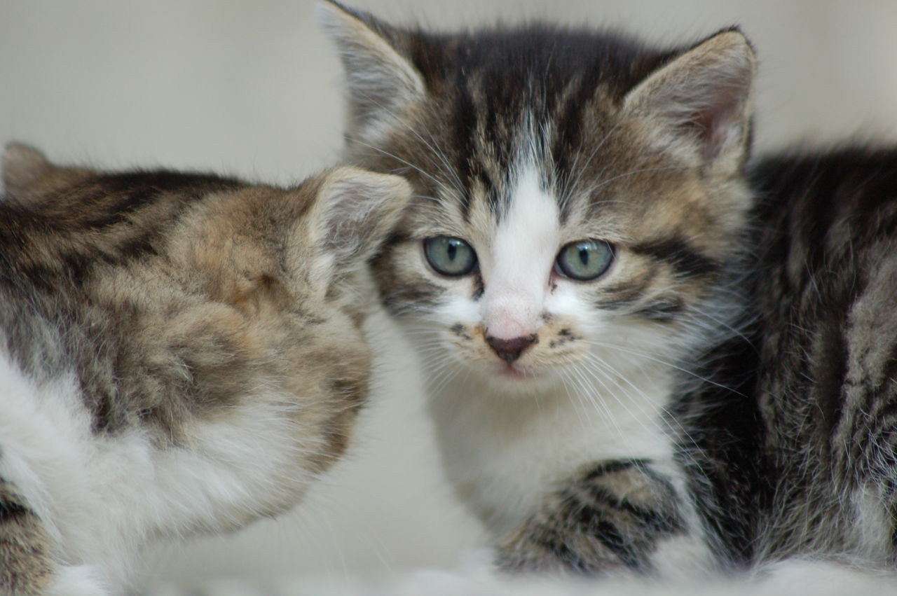 Close-up of kittens against wall