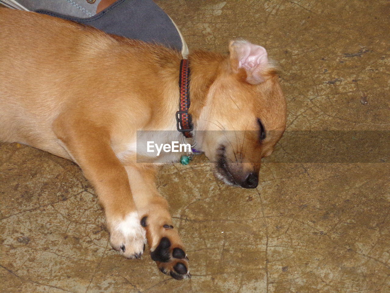 HIGH ANGLE VIEW OF DOG RELAXING ON CARPET