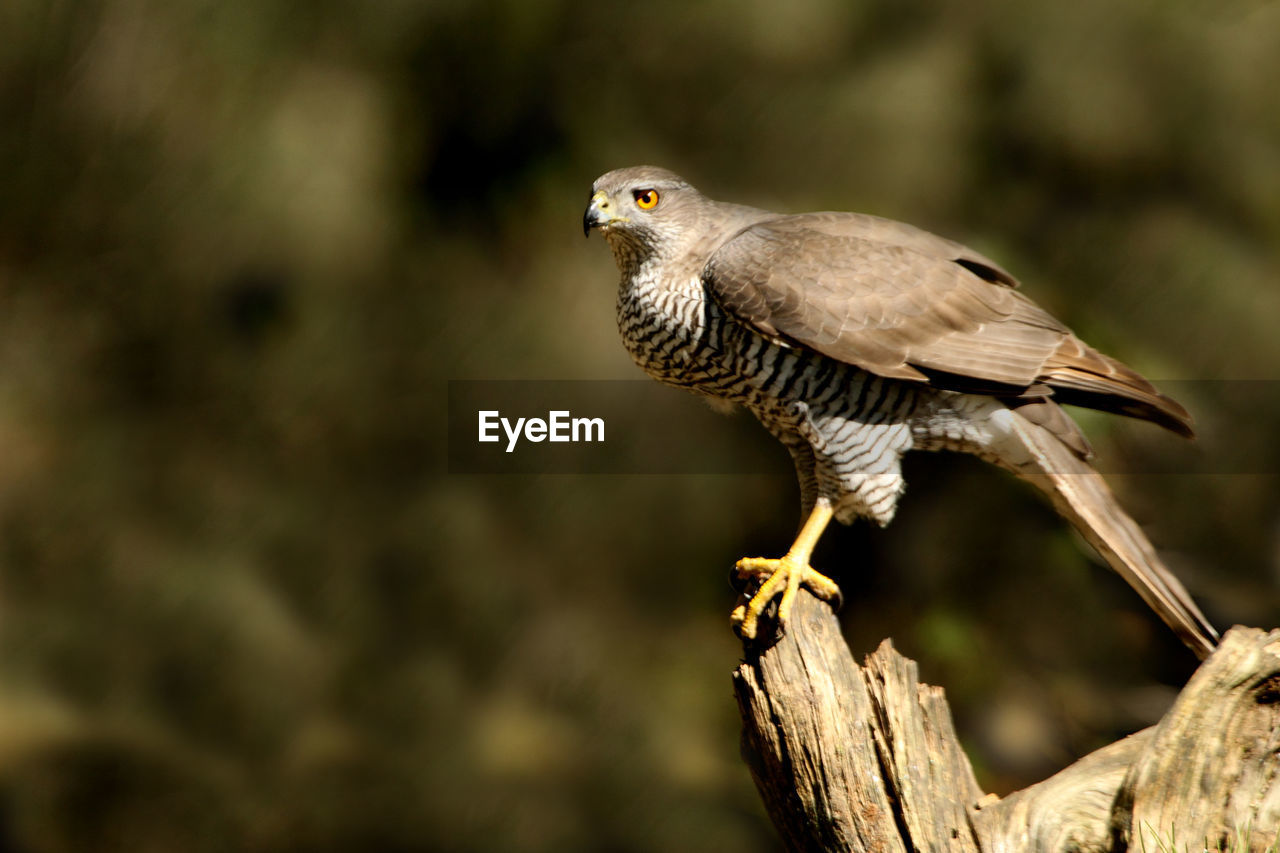 CLOSE-UP OF EAGLE PERCHING ON BRANCH