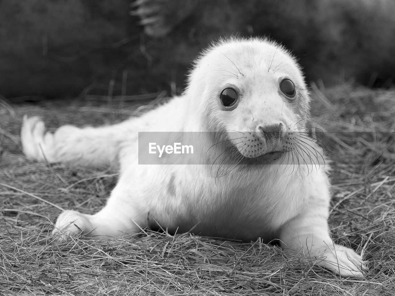 Close-up portrait of young seal relaxing on field