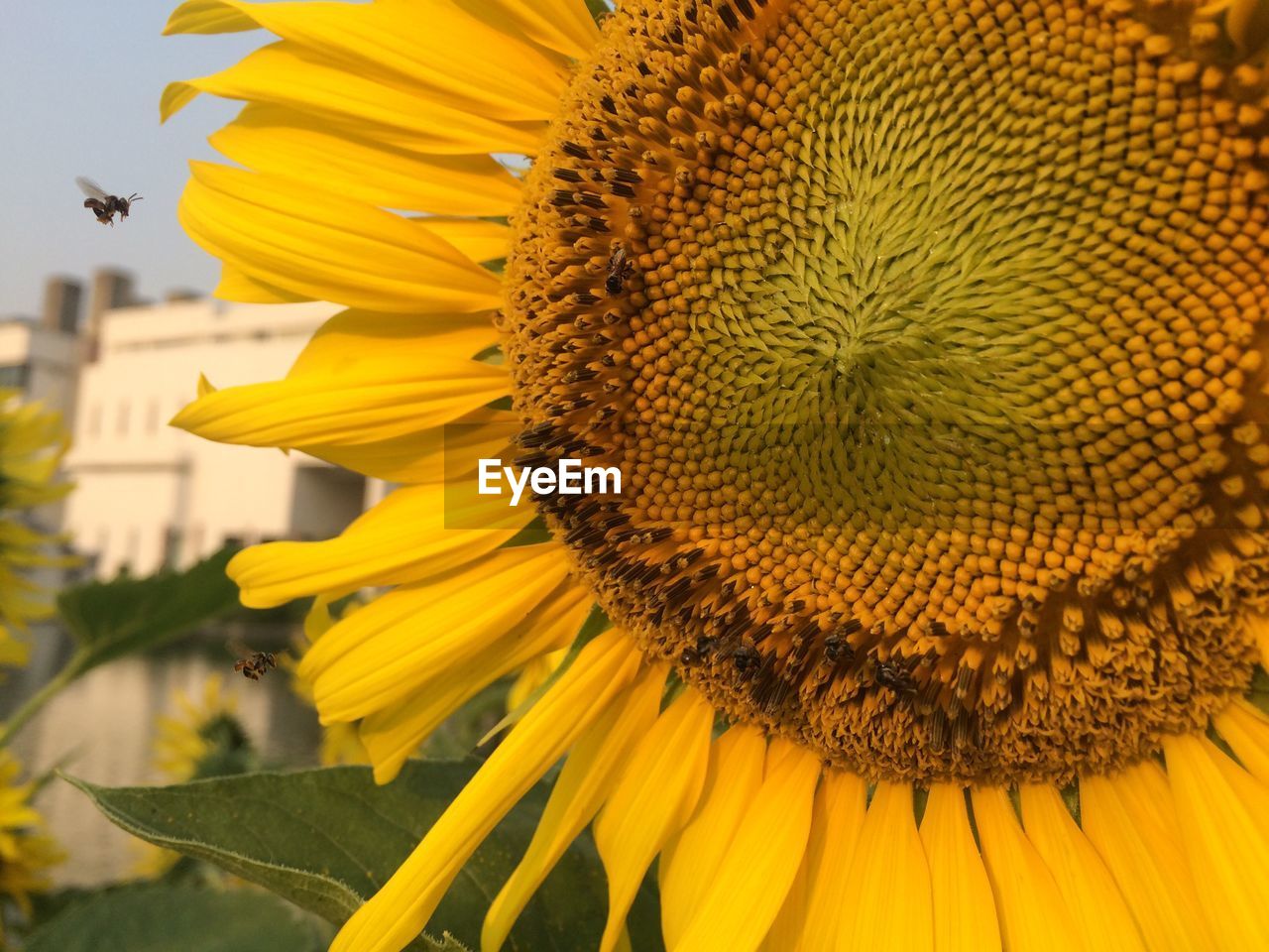 CLOSE-UP OF SUNFLOWER BLOOMING AGAINST YELLOW SKY