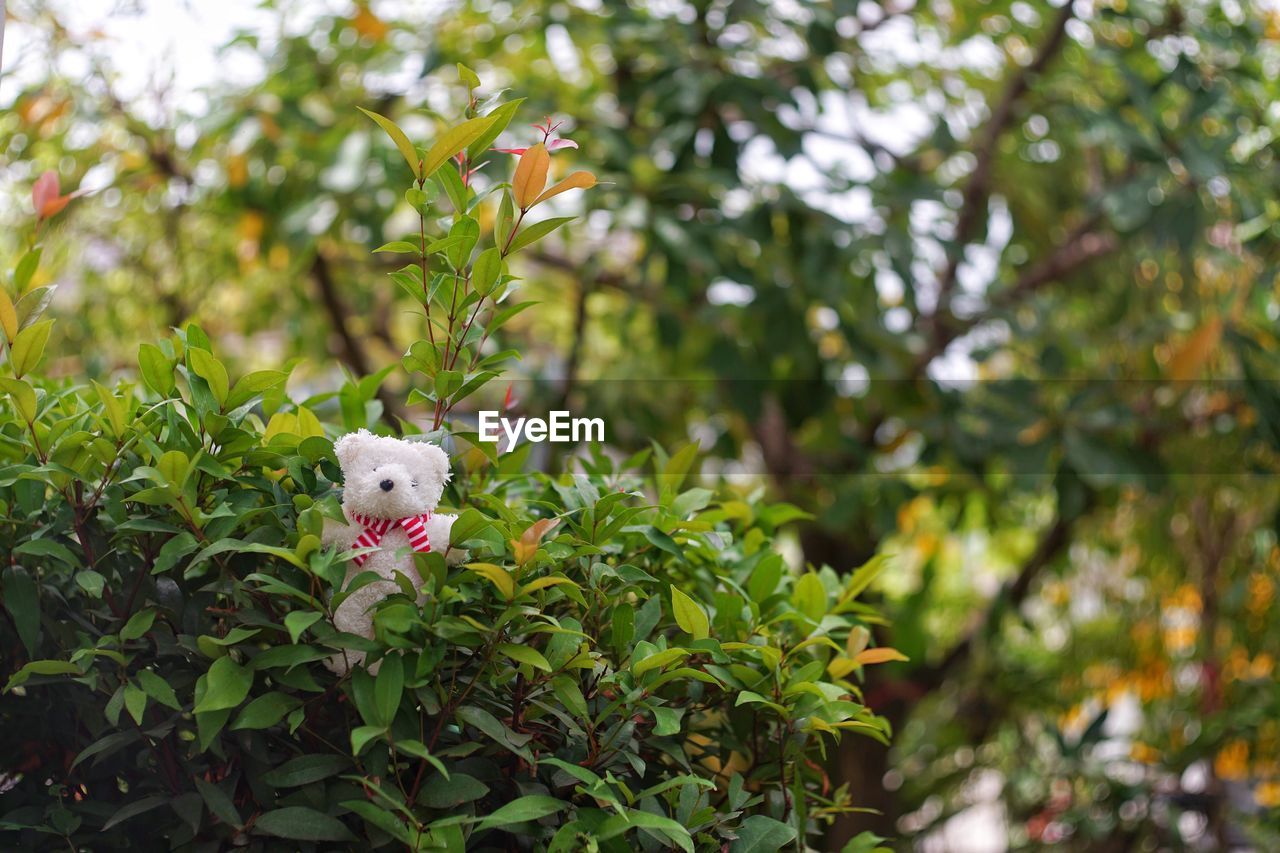 CLOSE-UP OF BUTTERFLY ON PLANT