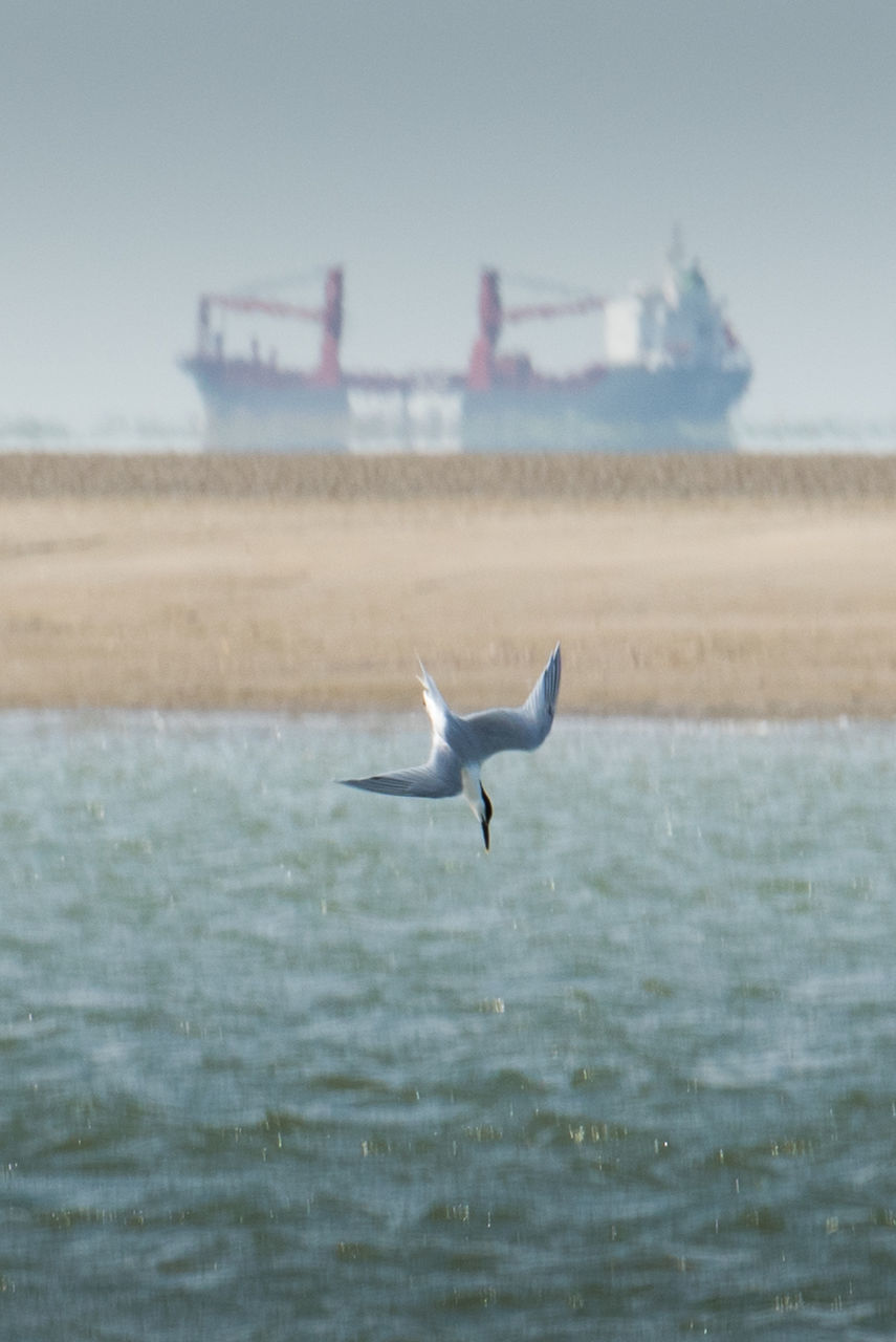 SEAGULLS FLYING OVER SEA