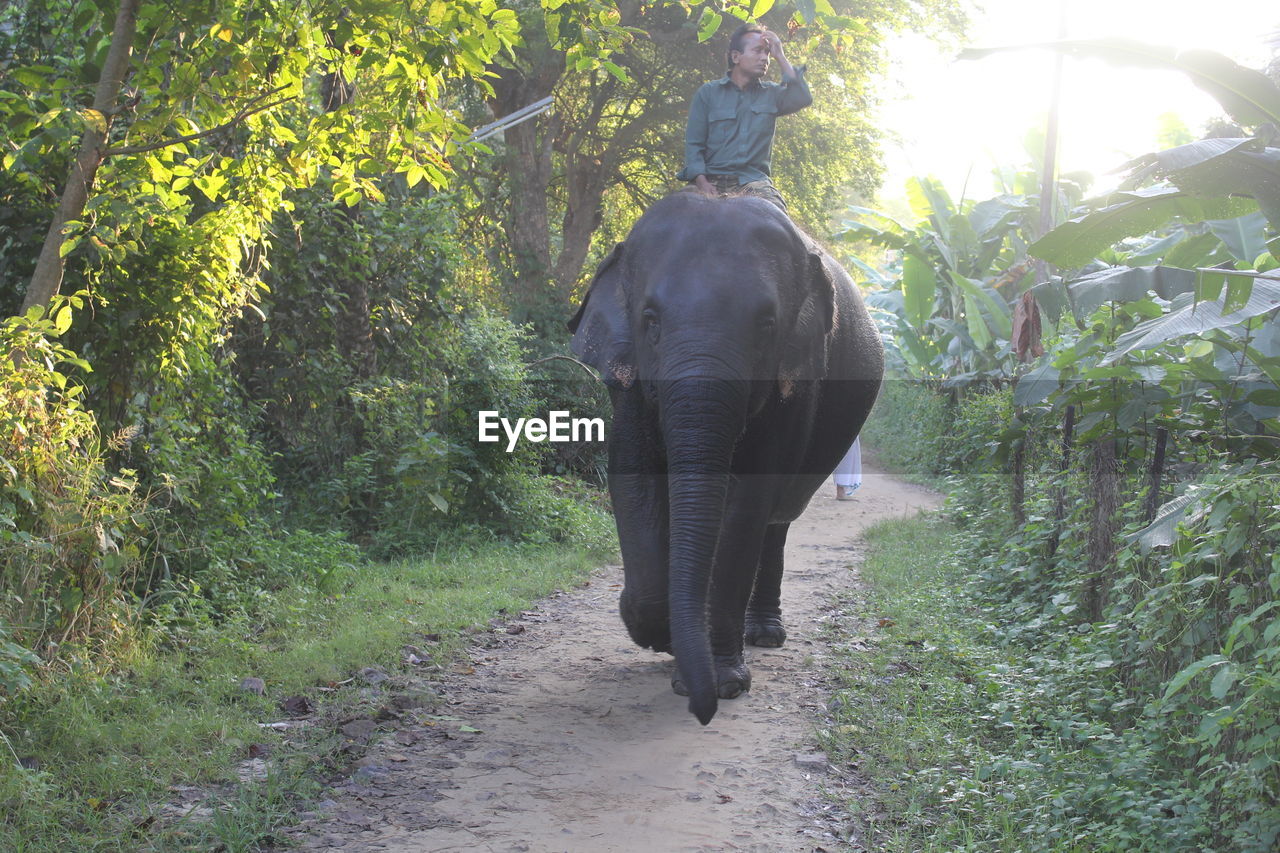 Man riding elephant on footpath amidst trees