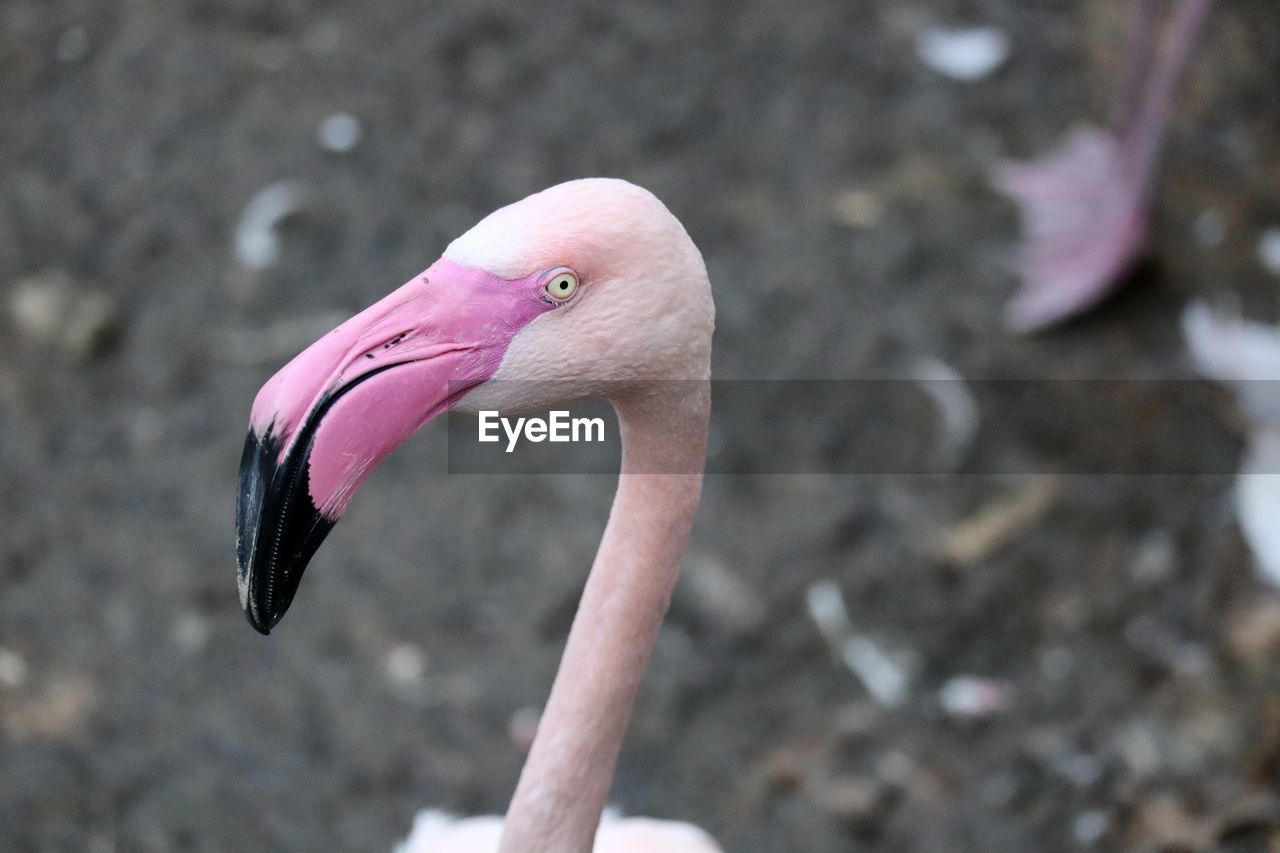 Close-up of a bird