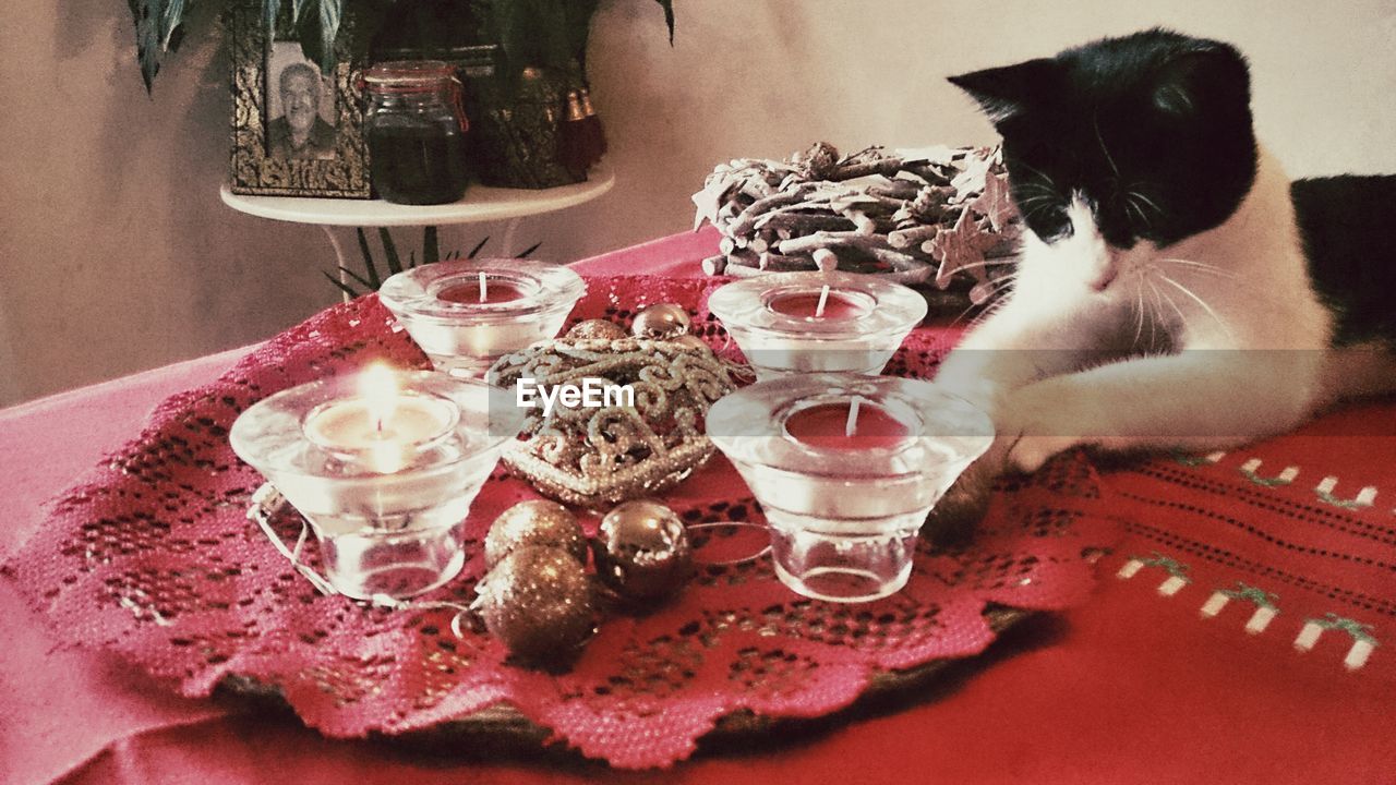 Cat sitting on dining table at home