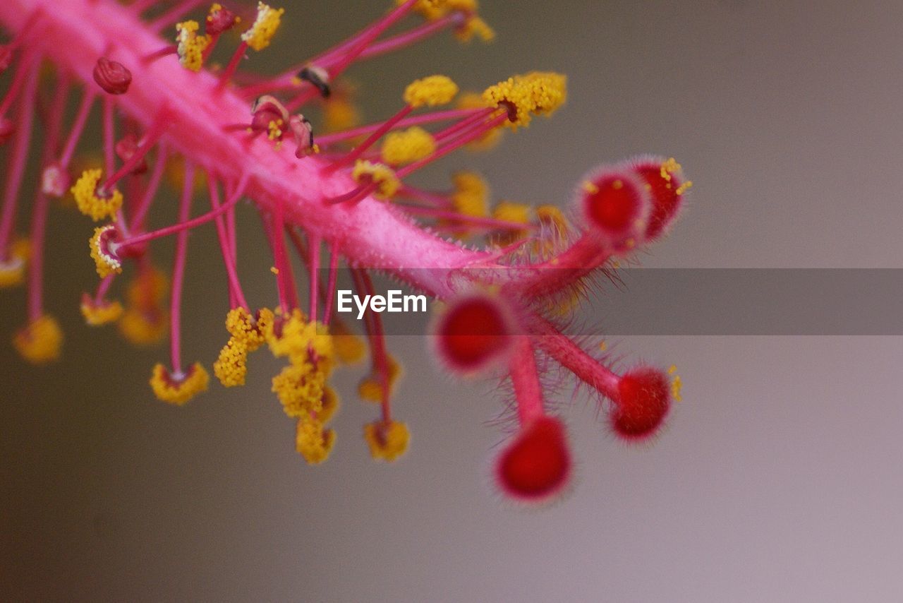 Close-up of red stamen