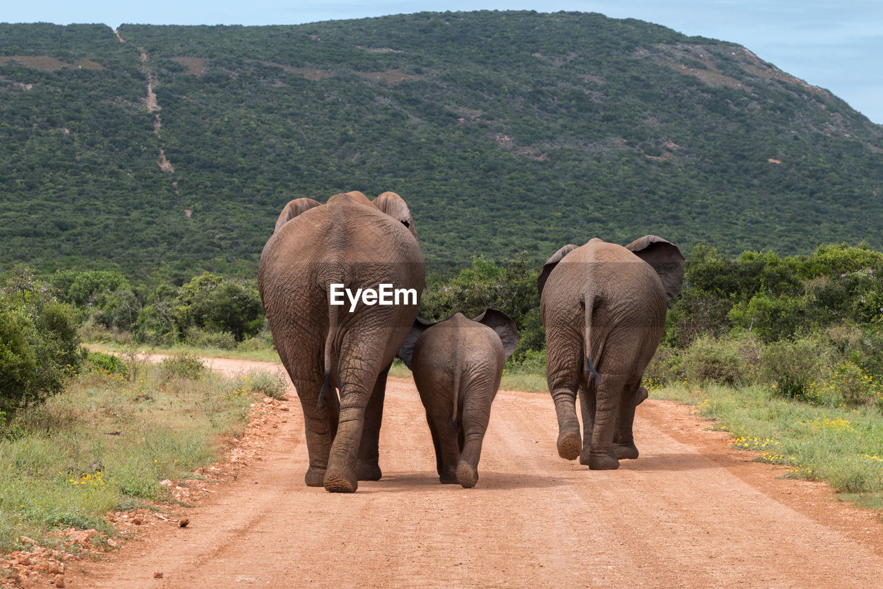 Rear view of elephants walking on dirt road