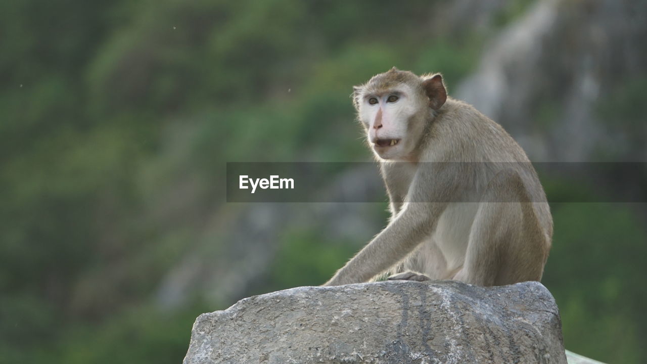 MONKEY ON ROCK