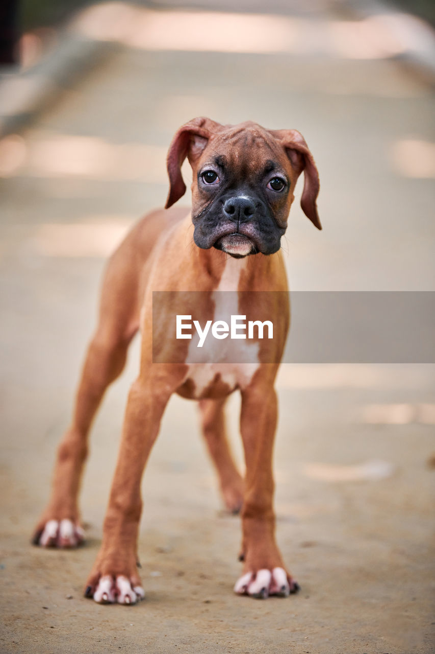 pet, dog, canine, one animal, animal themes, domestic animals, mammal, animal, boxer, portrait, looking at camera, puppy, lap dog, standing, bullmastiff, young animal, full length, focus on foreground, cute, no people, purebred dog, looking, day, nature