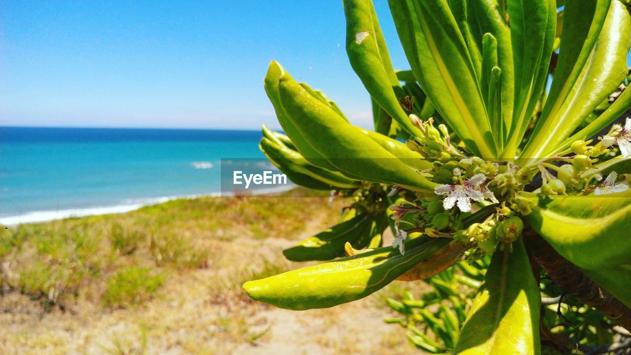 CLOSE-UP OF PLANT IN SEA