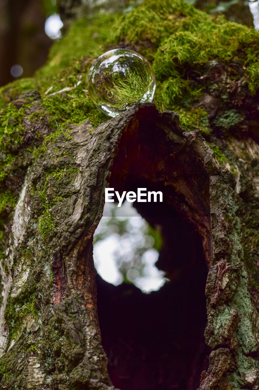 Close-up of moss on tree trunk