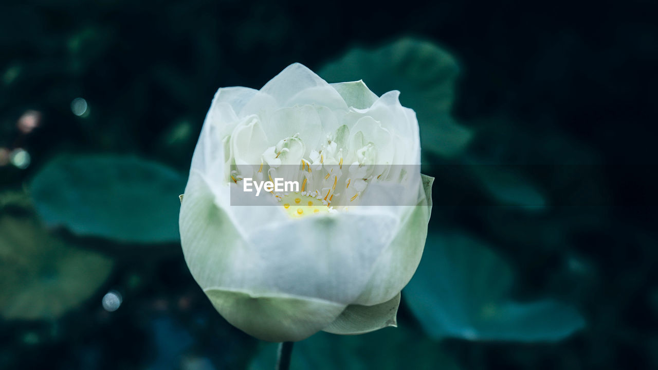 Close-up of white rose